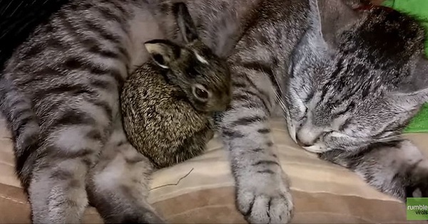 Cute Rescued Bunny Has A Special Bond With The Kitty