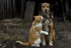 Cutest Moment Captured On Camera Between Cat And Dog