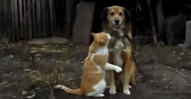 Cutest Moment Captured On Camera Between Cat And Dog