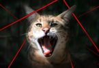 Do Big Cats Chase Laser Pointers Like Domestic Cats
