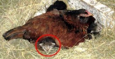 Farmer Thought His Chicken Laid An Egg, But When He Came Closer He Noticed a Kitten