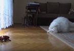 Fluffy Cat Has Hilarious Reaction When She Sees The Remote Controlled Spider