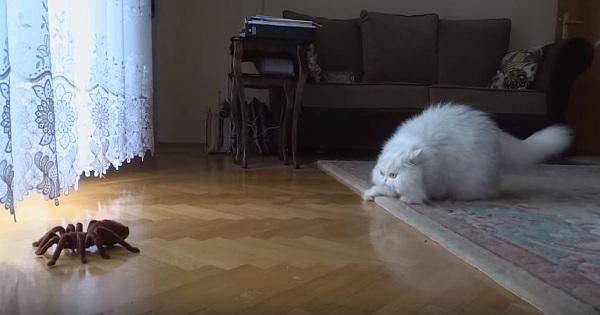 Fluffy Cat Has Hilarious Reaction When She Sees The Remote Controlled Spider
