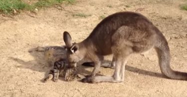 Friendly Kangaroo Tries To Make Friends With Cat