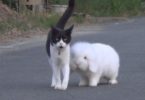 Gorgeous Kitty And Fluffy Bunny Walking Together Around The Neighborhood Every Day And Make Everyone Happy