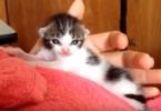 Heart Melting Compilation of Tiny Cute Kittens Playing and Sleeping