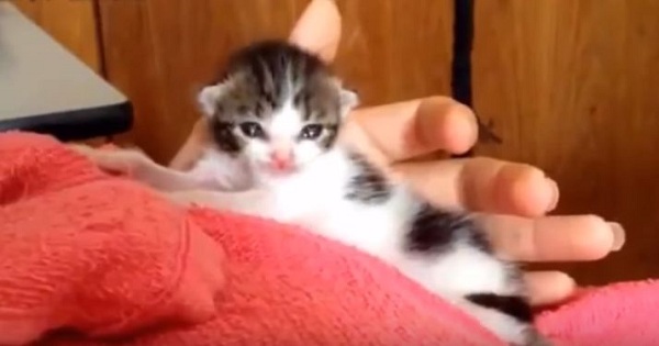 Heart Melting Compilation of Tiny Cute Kittens Playing and Sleeping