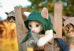 Hilarious Adventure Of Assassin`s Kittens