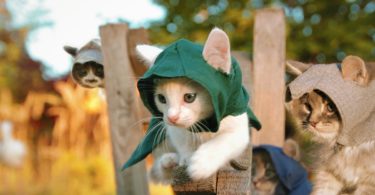Hilarious Adventure Of Assassin`s Kittens