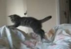 Hilarious Hyperactive Kitten Loves Jumping At 6 In The Morning!