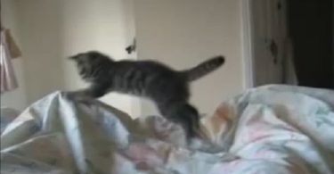 Hilarious Hyperactive Kitten Loves Jumping At 6 In The Morning!