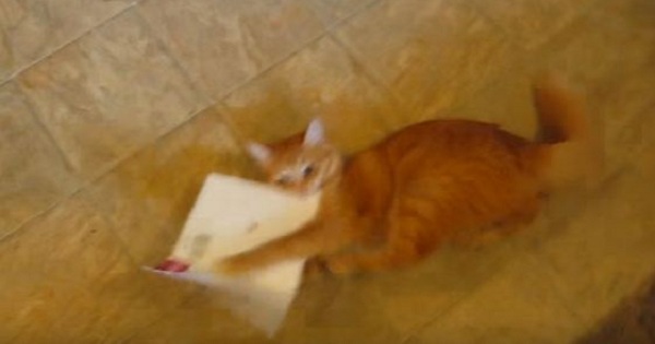 Hilarious Reaction When Kitty Got Her Singing Birthday Card