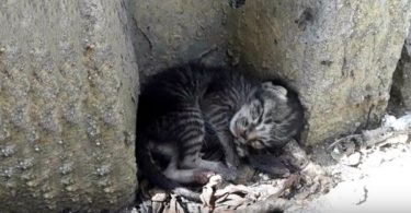 Homeless Poor Kitten Lying On The Roadside, Finally Get Warm Bed And Home