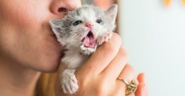 How To Safely Bottle Feed Tiny Kitten