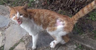 Injured Stray Kitty Appeared At Their Door Asking For Help