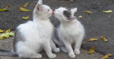 Kittens Washing Each Other`s Face After Tasty Lunch