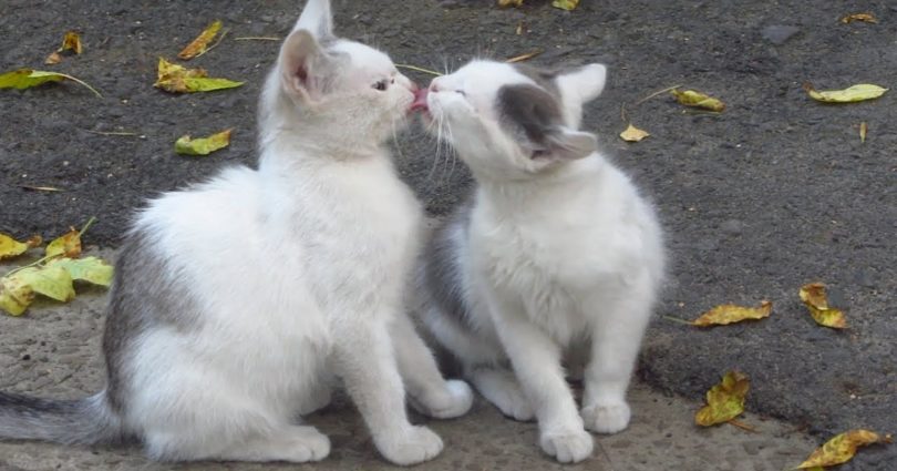 Kittens Washing Each Other`s Face After Tasty Lunch