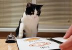 Kitty Waits For His Dinner In Special Restaurant For Cats