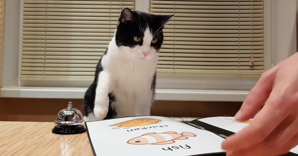 Kitty Waits For His Dinner In Special Restaurant For Cats