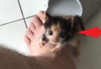 Little Kitten Rejected By Her Mommy Finds Her New Human Daddy