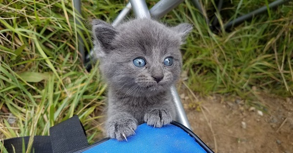 Little Stray Kitten Crawls Up To Man While He Was Fishing And Immediately Steals His Heart