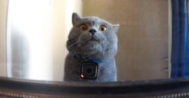 Man Put a GoPro On His Kitty And Left The Cat Alone
