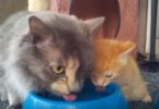 Mom Cat Teaching Her Little Kitten To Drink Water From Bowl