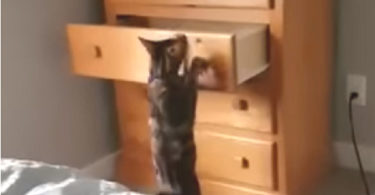 Ninja Kitty Jumps Into Dresser And Even Hides There