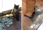 Nobody Knows How this Kitty Was Bringing Money To Their Office And Then They Caught Him On Hidden Camera