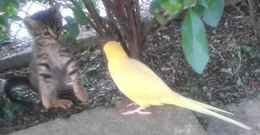 Parrot Tries To Make Friends With Cute Kitten