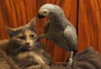 Pet Parrot Annoys A Patient Cat To Her Limits