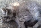 Poor Stray Kitten Was Left To Die In The Streets, Was Luckily Rescued By This Kind Woman