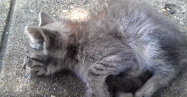Poor Stray Kitten Was Left To Die In The Streets, Was Luckily Rescued By This Kind Woman
