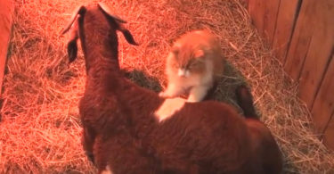 Pregnant Goat Mom Was Very Lonely, When This Cat Showed Up And Helped Her