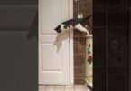 Smart Kitty Opens Door For His Best Friend