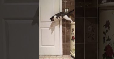 Smart Kitty Opens Door For His Best Friend