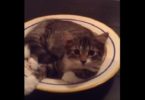 The Kitten`s Answer When Mommy Asked Her What Are You Doing Is Simply The Cutest!