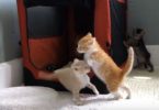 The Orange Kitten Is The Craziest Of All. His Moves Are Hilarious!