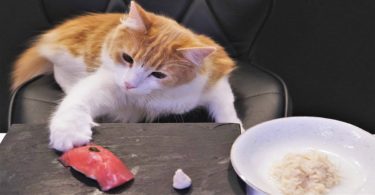 This Guy Makes Sushi For His Gorgeous Cats