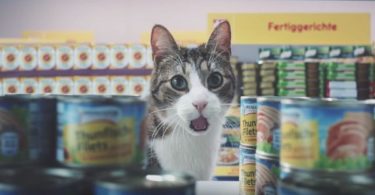 This Is The Funniest And Very Crazy Cat Commercial!
