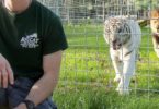 This Is Why You Should Never Turn Your Back On Big Cats!