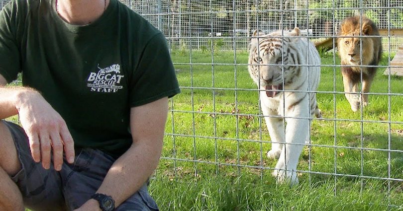 This Is Why You Should Never Turn Your Back On Big Cats!