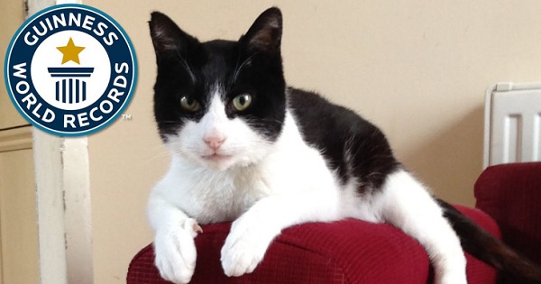 This Kitty Broke The Guinness World Record For The Loudest Purring Cat