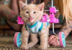 This Woman Is Caring For A Cute Paralyzed Kitten
