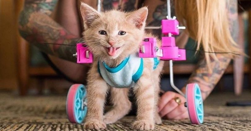 This Woman Is Caring For A Cute Paralyzed Kitten