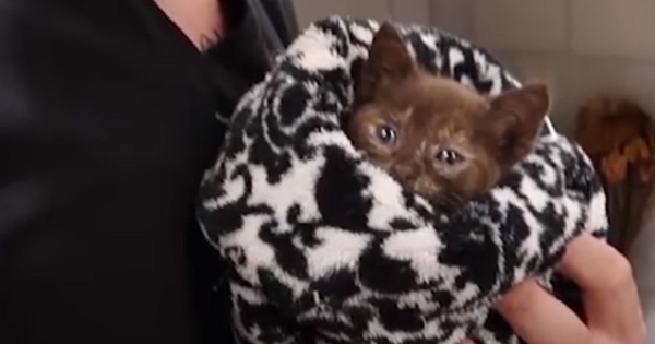 Tiny Poor Kitten Was Rescued During Terrible Hurricane Irma
