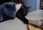 Two Kitties Made A Plan To Steal The Bread Together