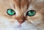 What breed is Smoothie the Cat? Often This Breed Is Unwanted...