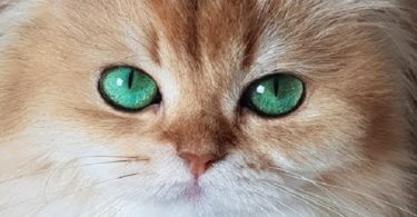 What breed is Smoothie the Cat? Often This Breed Is Unwanted...
