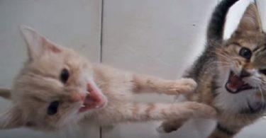 7-Week-Old Noisy Kittens Can`t Wait For Dinner